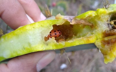 Plaga amenaza al nopal de México